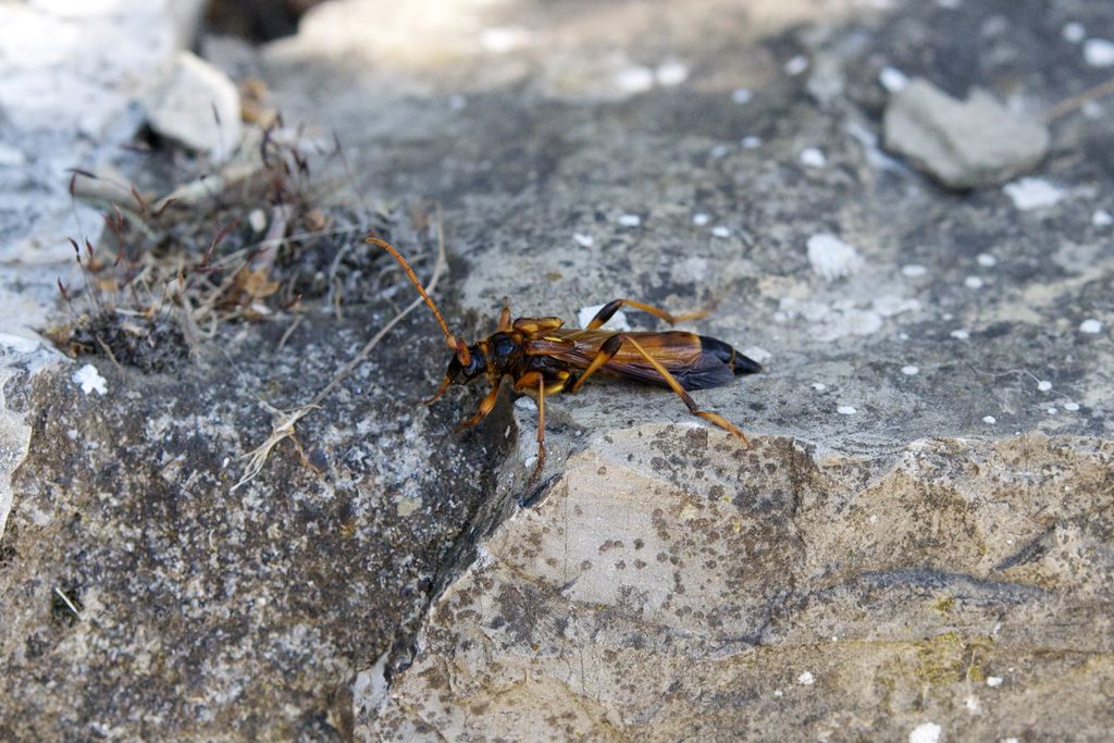 Necydalis ulmi (gi segnalato, foto migliori)